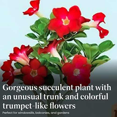 Live Single Bloom Desert Rose Plant, Pink Flowers, 5" Pot R168279
