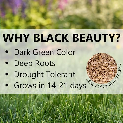 Black Beauty Dense Shade Grass Seed 7 lb A5828