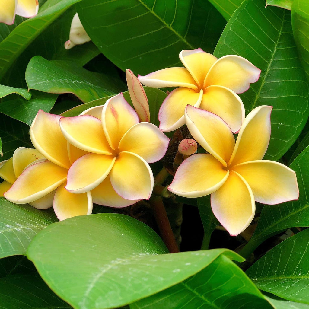 Set of 4 Hawaiian Plumeria Plant Cuttings O488