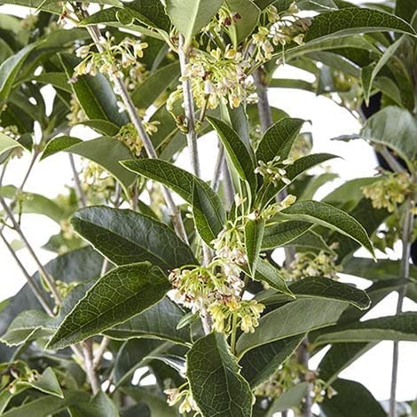 2 Extra Large 3 Gallon Osmanthus Fragrans Shrub L840797