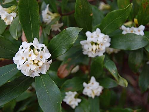 2 Extra Large 3 Gallon Osmanthus Fragrans Shrub L840797