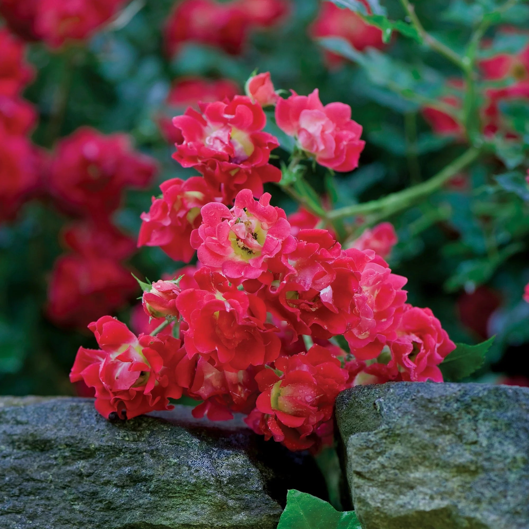 Red Rose Live Shrub (2 Gallon) I439