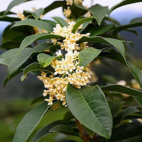 2 Extra Large 3 Gallon Osmanthus Fragrans Shrub L840797