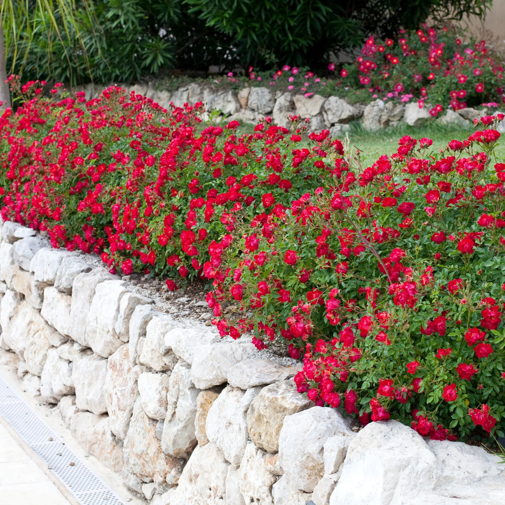Red Rose Live Shrub (2 Gallon) I439
