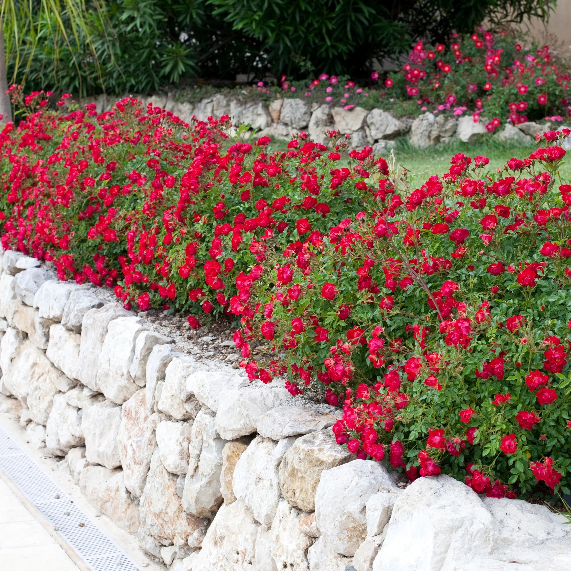 Red Rose Live Shrub (2 Gallon) I439