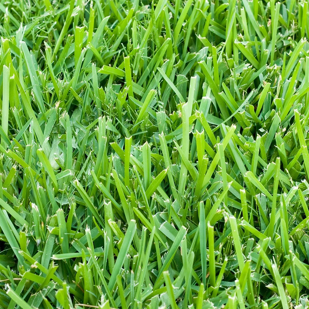 500 sq. ft. Sod Pallet A341642