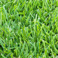 500 sq. ft. Sod Pallet A341642