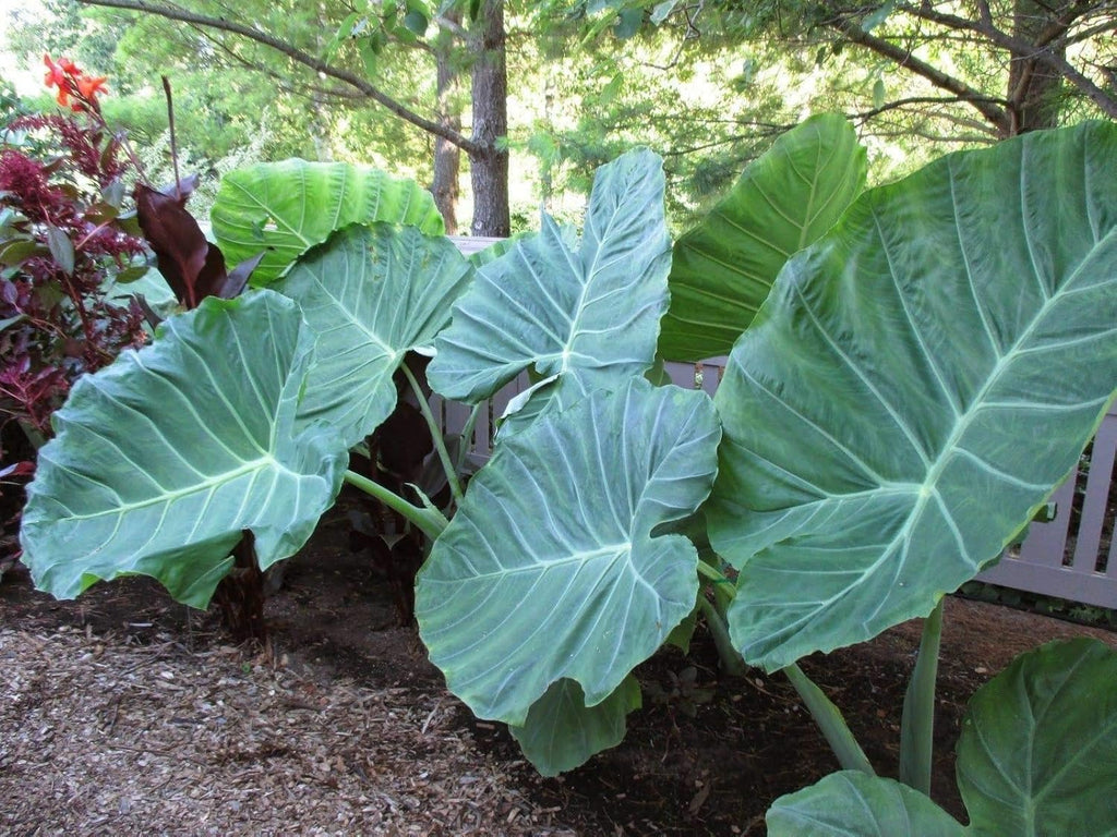 3 Bulbs Colocasia gigantea Thailand Giant Elephant Ear Huge Leaf V6485