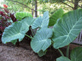 3 Bulbs Colocasia gigantea Thailand Giant Elephant Ear Huge Leaf V6485