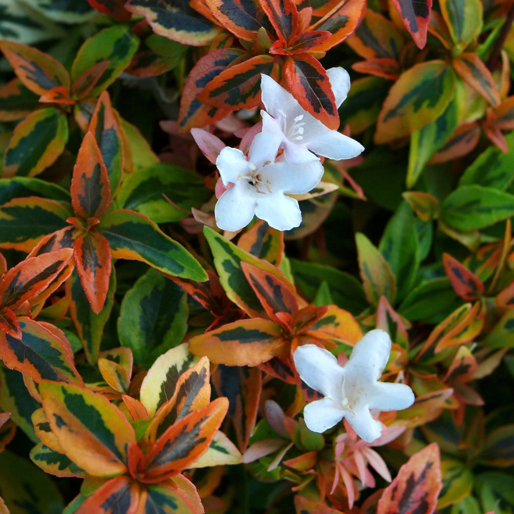 2 Gallon Live Shrub Q439281