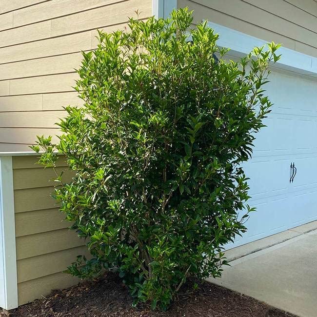 2 Extra Large 3 Gallon Osmanthus Fragrans Shrub L840797