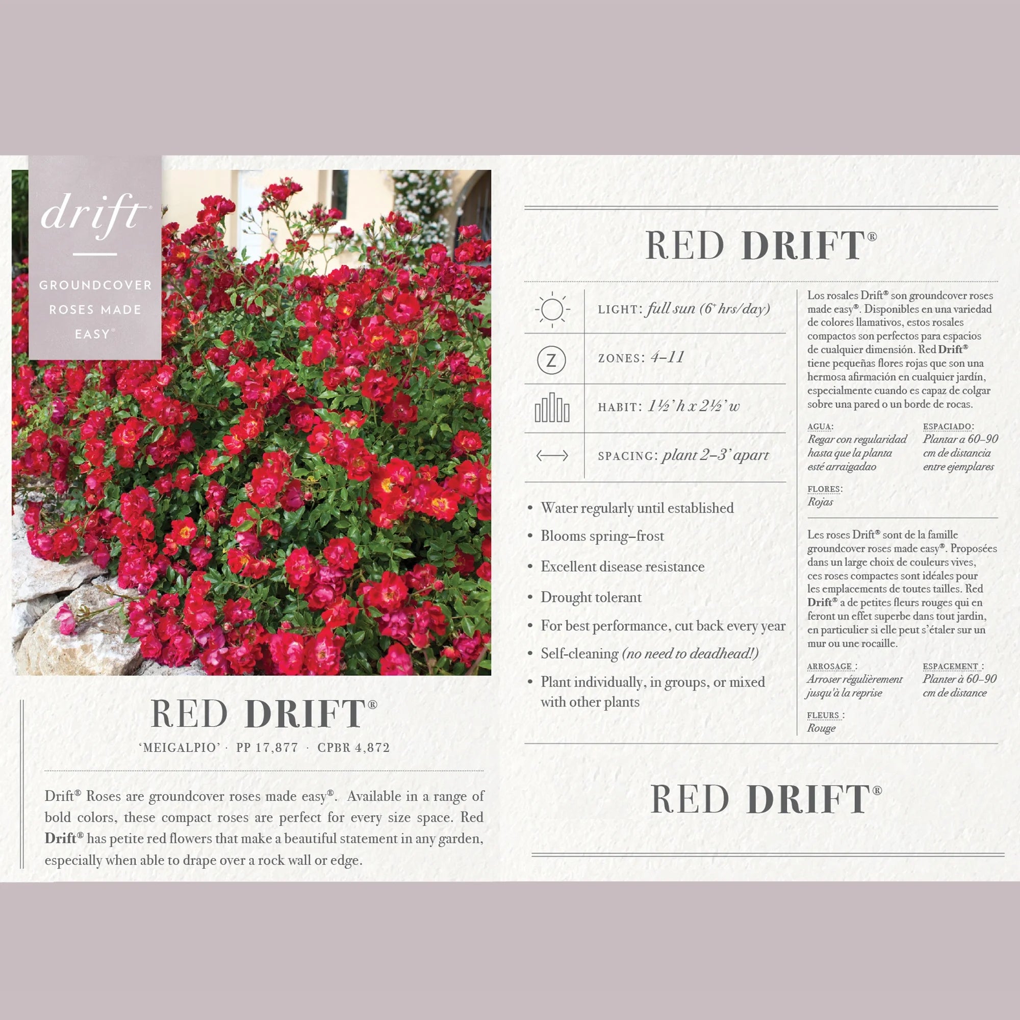 Red Rose Live Shrub (2 Gallon) I439