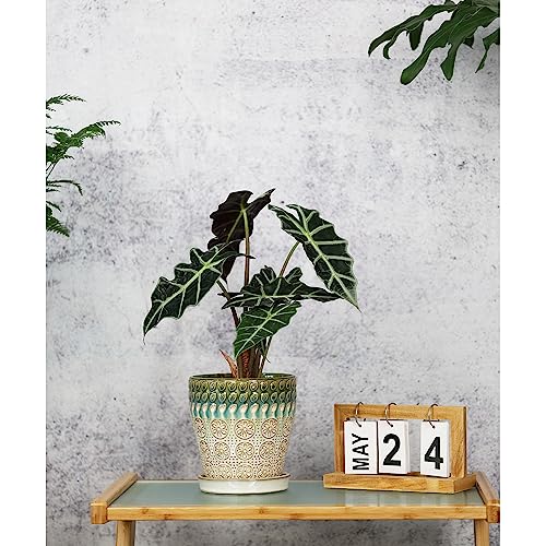 6 Inch Ceramic Planter with Drainage Hole and Saucer, Set of 2 T7052