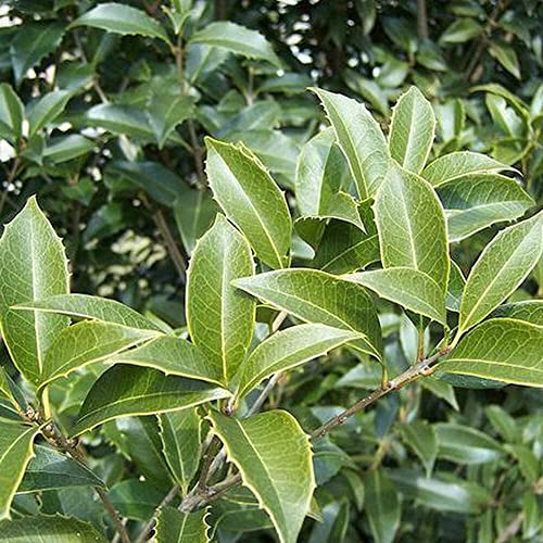 2 Extra Large 3 Gallon Osmanthus Fragrans Shrub L840797