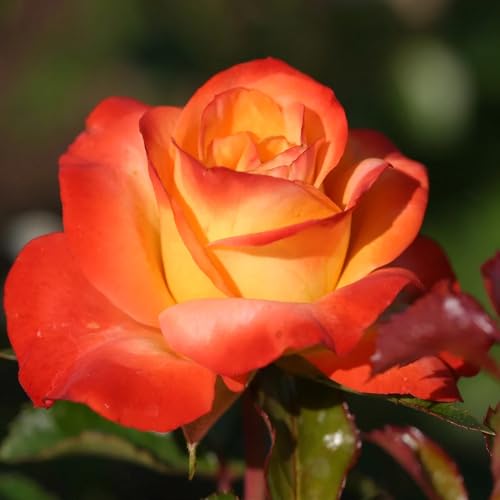 Fragrant Hybrid Tea Rose Live Plant T887