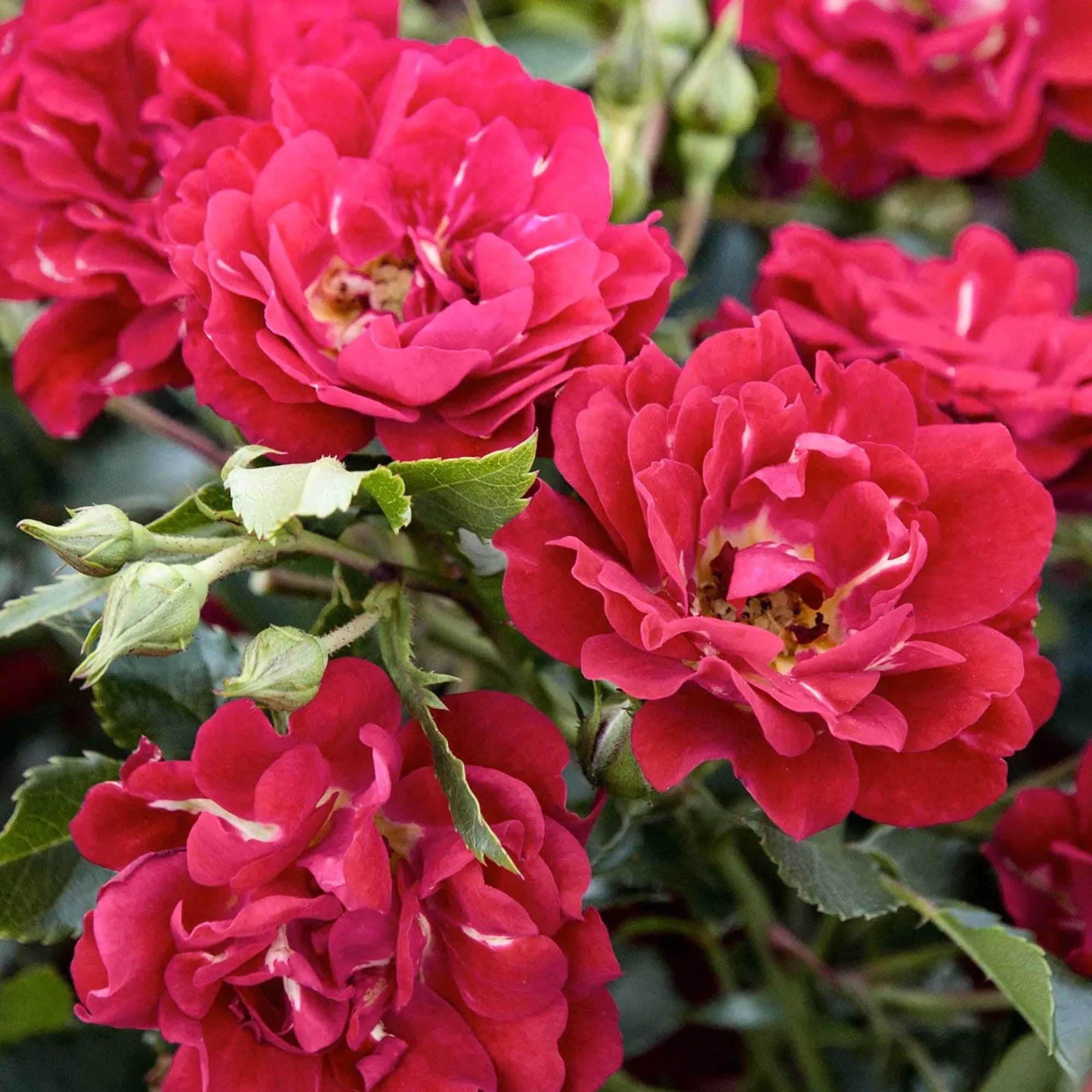Red Rose Live Shrub (2 Gallon) I439