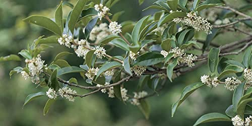 2 Extra Large 3 Gallon Osmanthus Fragrans Shrub L840797