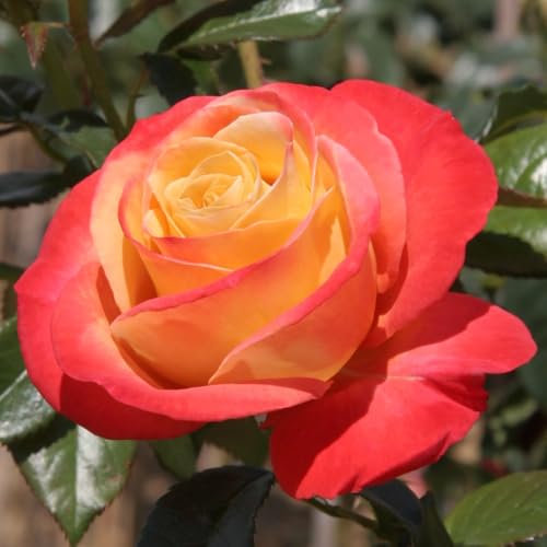 Fragrant Hybrid Tea Rose Live Plant T887