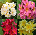 Set of 4 Hawaiian Plumeria Plant Cuttings O488