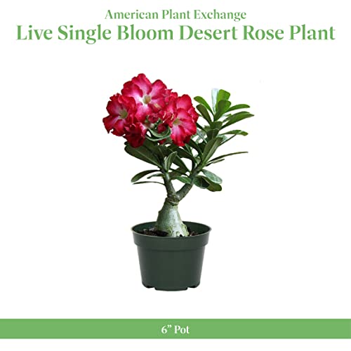 Live Single Bloom Desert Rose Plant, Pink Flowers, 5" Pot R168279