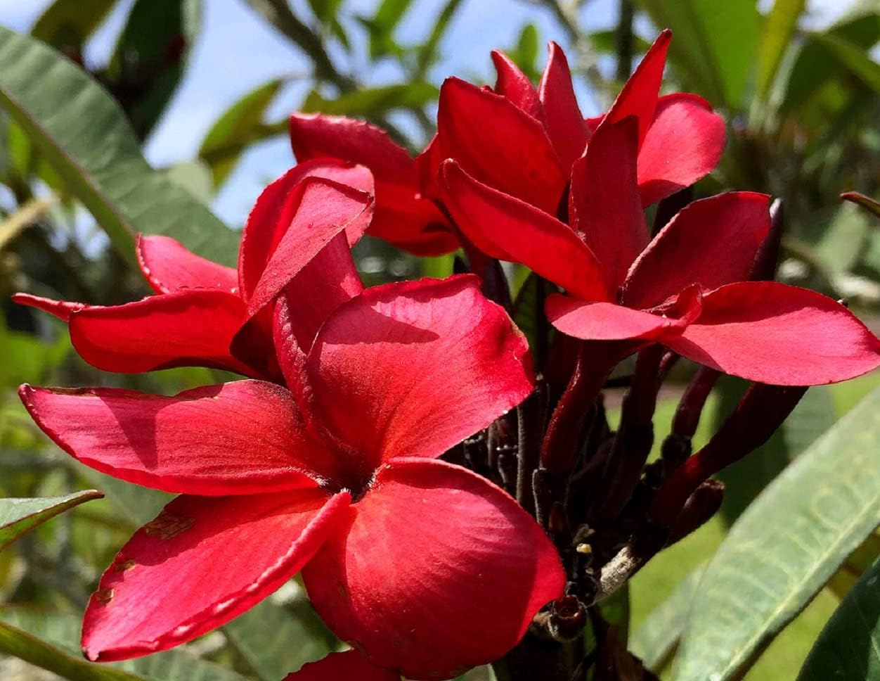 Set of 4 Hawaiian Plumeria Plant Cuttings O488