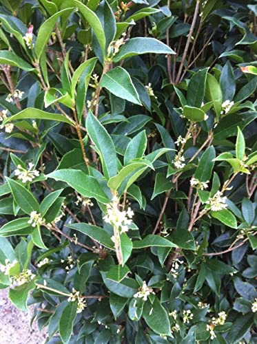 2 Extra Large 3 Gallon Osmanthus Fragrans Shrub L840797