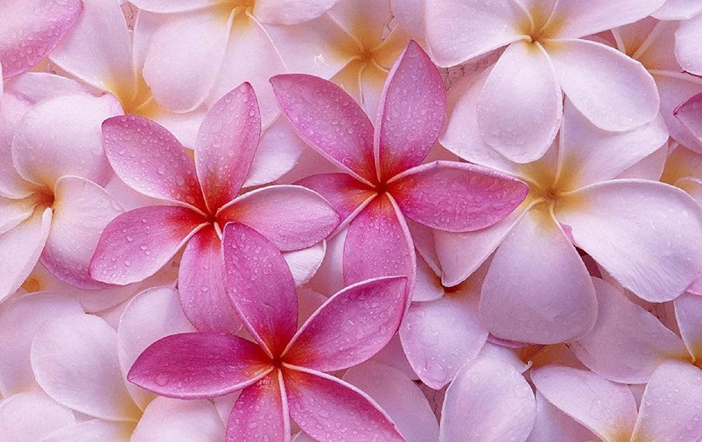 Set of 4 Hawaiian Plumeria Plant Cuttings O488