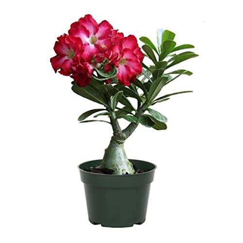 Live Single Bloom Desert Rose Plant, Pink Flowers, 5" Pot R168279
