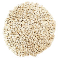 Safflower Bird Seed D7649