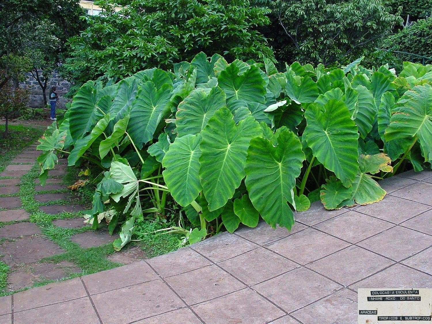 3 Bulbs Colocasia gigantea Thailand Giant Elephant Ear Huge Leaf V6485