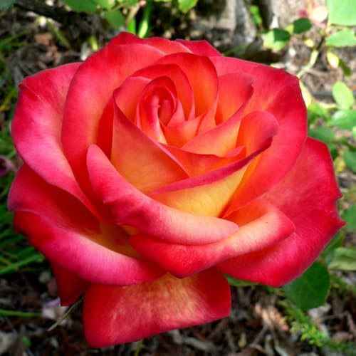 Fragrant Hybrid Tea Rose Live Plant T887