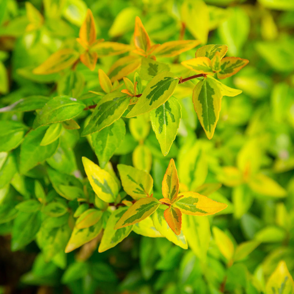 2 Gallon Live Shrub Q439281