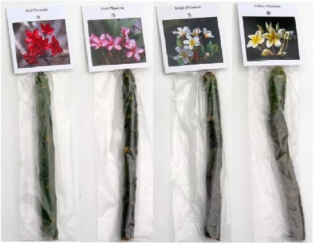 Set of 4 Hawaiian Plumeria Plant Cuttings O488
