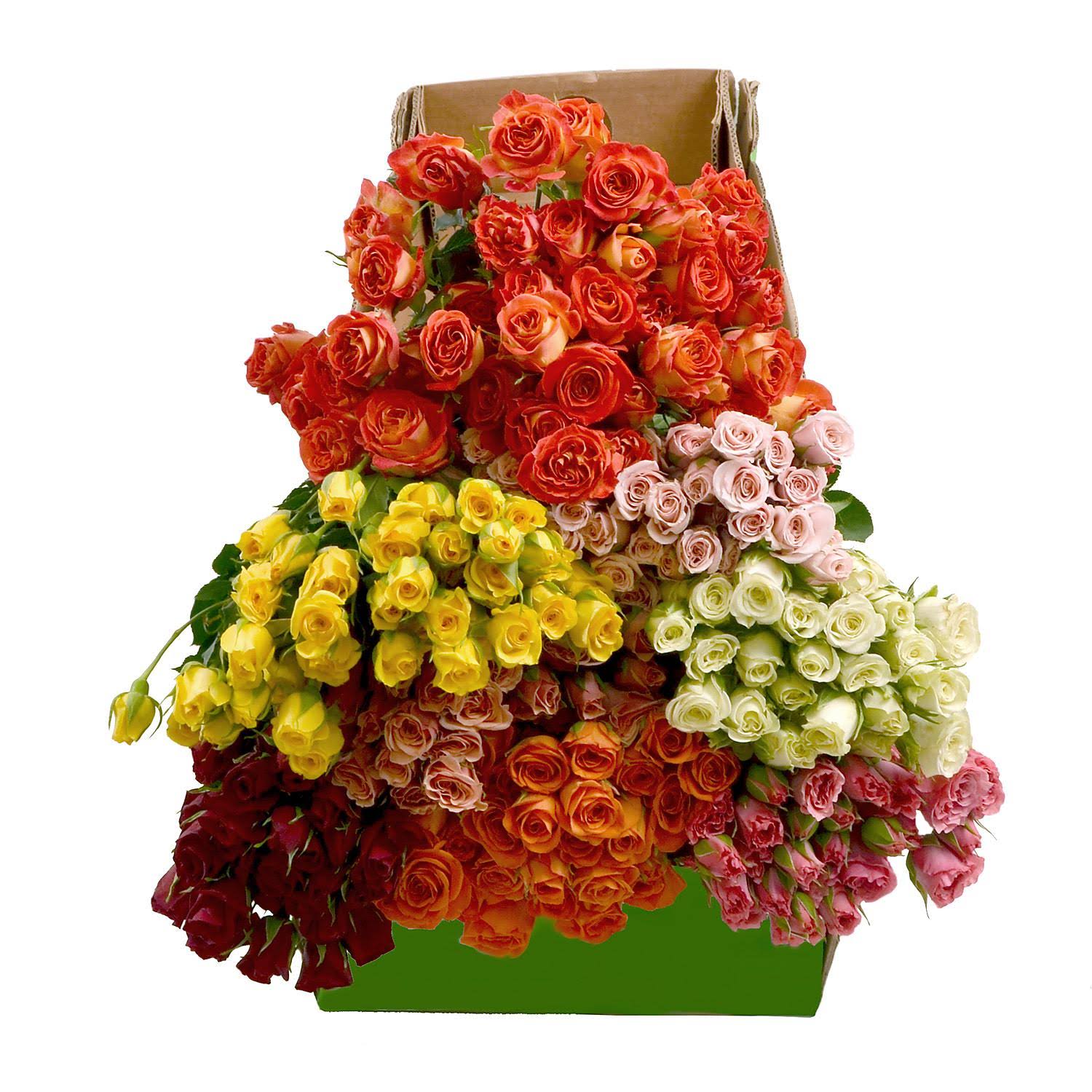 80 Stems Spray Roses H42036