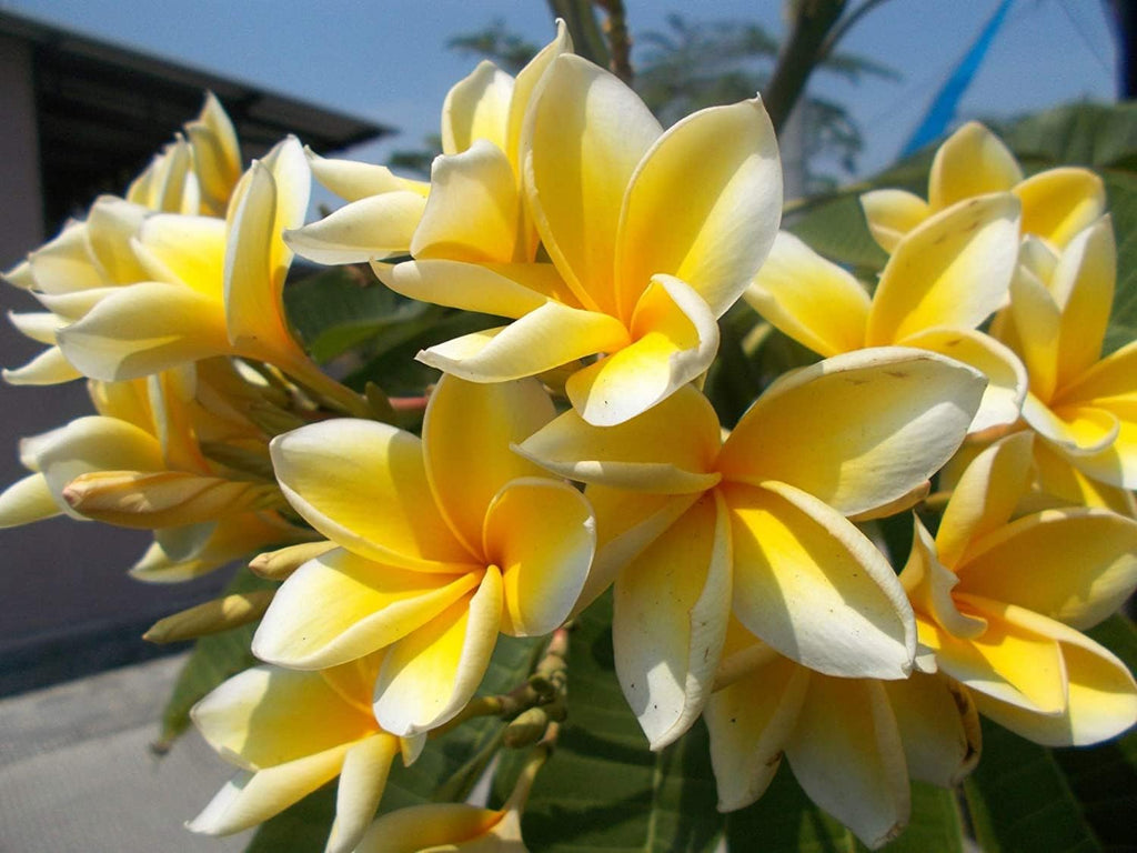 Set of 4 Hawaiian Plumeria Plant Cuttings O488