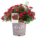 Red Rose Live Shrub (2 Gallon) I439