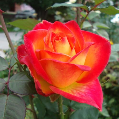 Fragrant Hybrid Tea Rose Live Plant T887