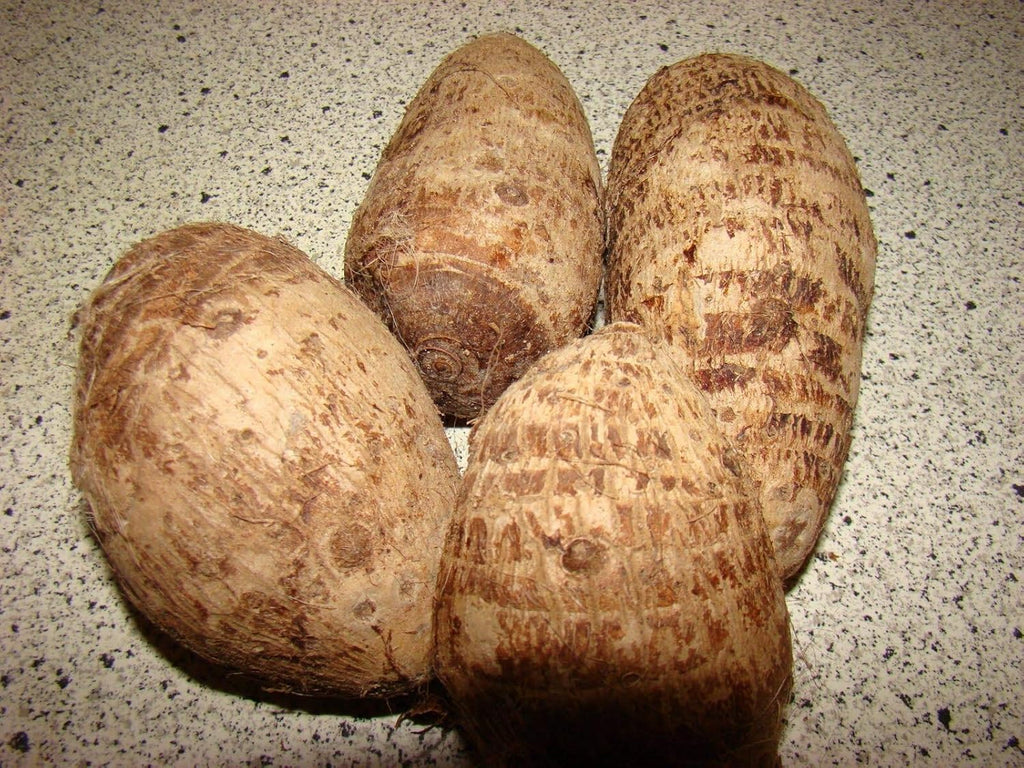 3 Bulbs Colocasia gigantea Thailand Giant Elephant Ear Huge Leaf V6485