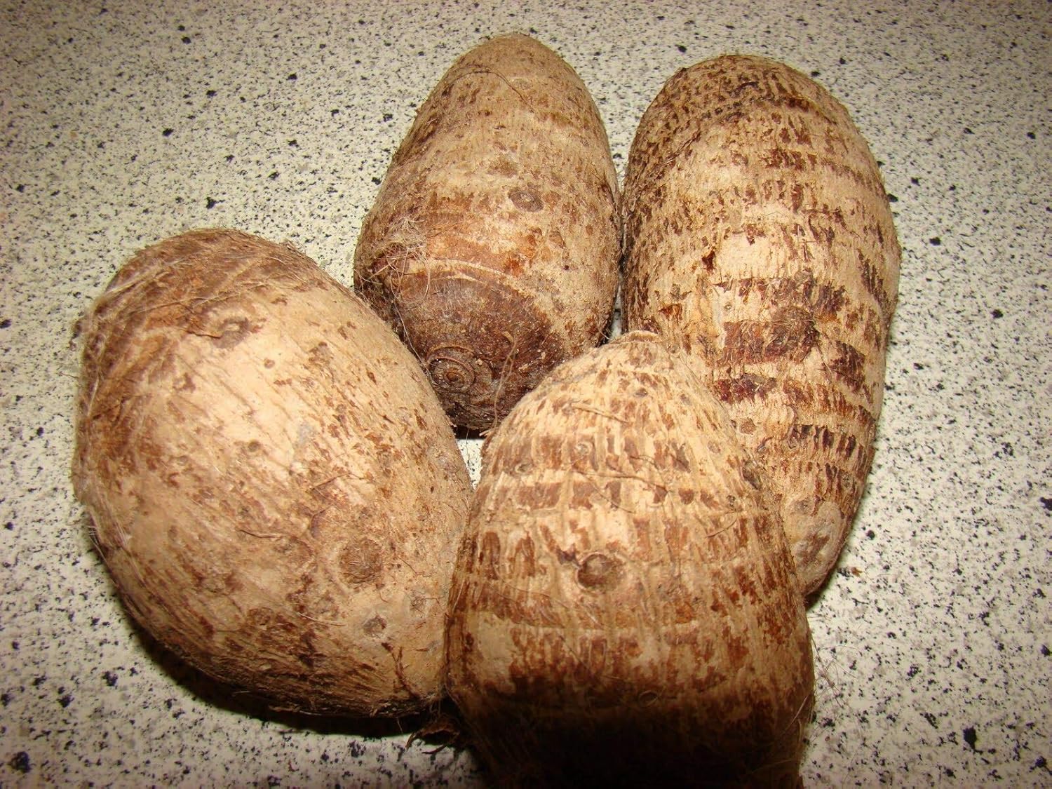 3 Bulbs Colocasia gigantea Thailand Giant Elephant Ear Huge Leaf V6485