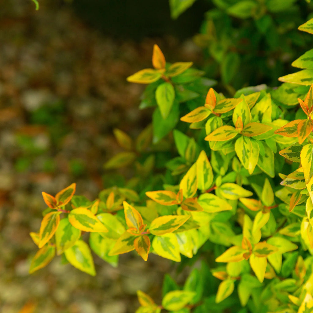 2 Gallon Live Shrub Q439281