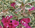 Bougainvillea Live Plant I164
