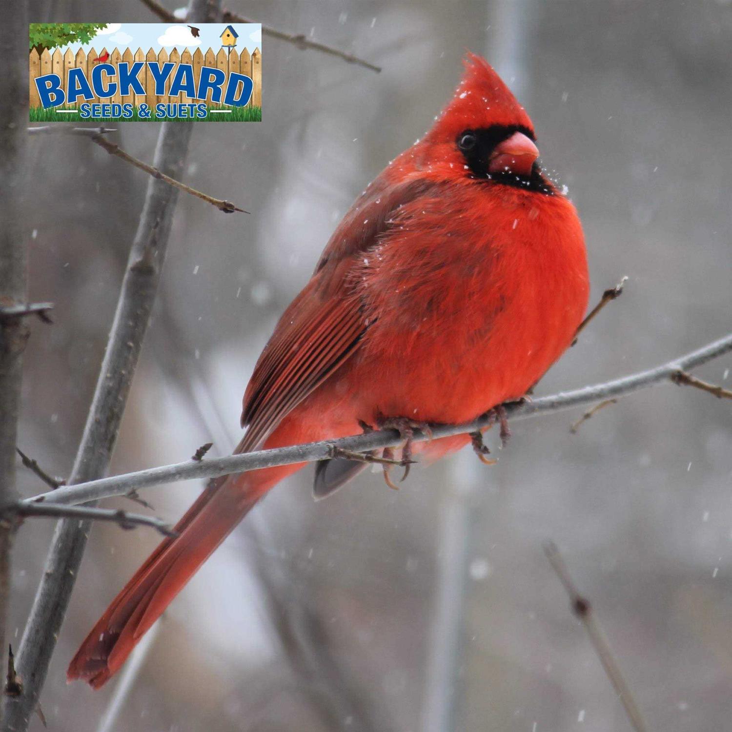 Safflower Bird Seed D7649