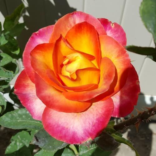 Fragrant Hybrid Tea Rose Live Plant T887