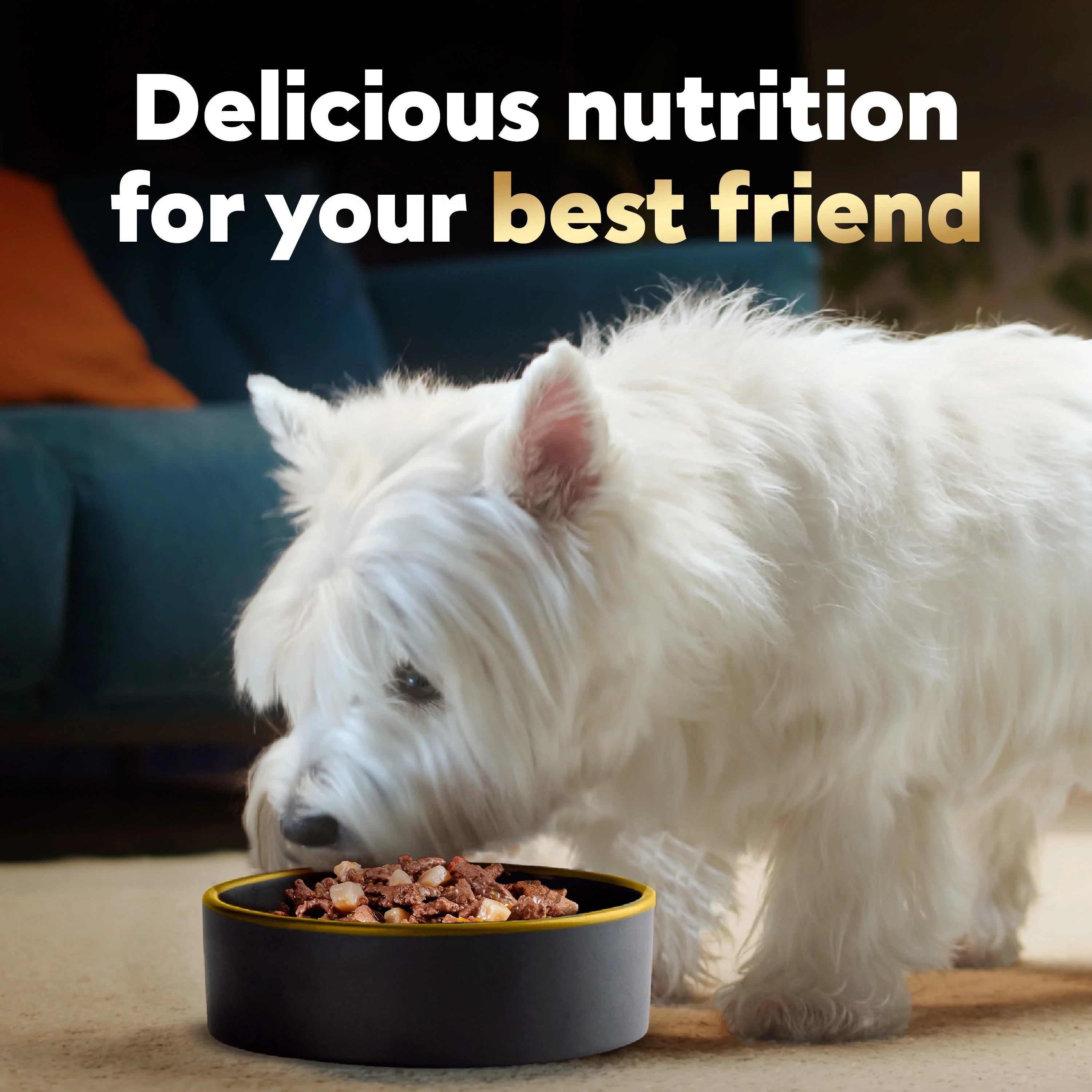 Ribeye Steak Flavor with Vegetables Dog Food, 3.5 oz (24 pk) W64031