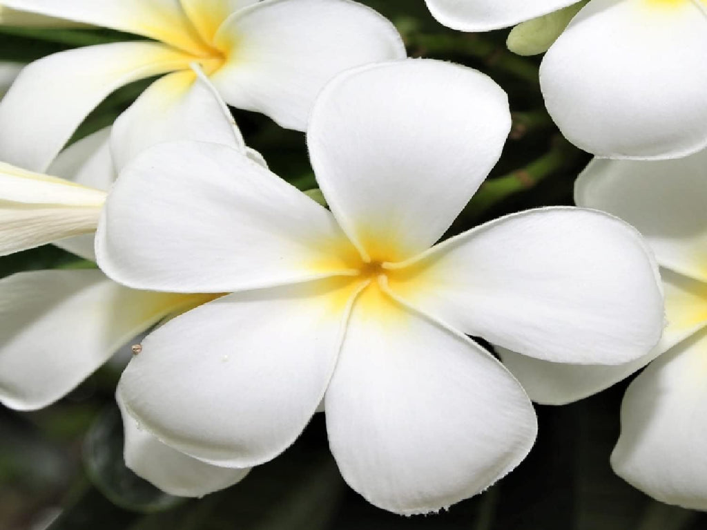 Set of 4 Hawaiian Plumeria Plant Cuttings O488