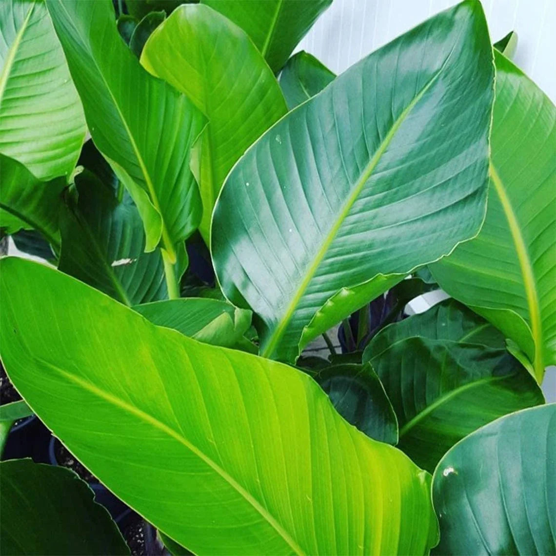 White Bird of Paradise, Large Live Tropical Plant, 10-Inch Pot K6682