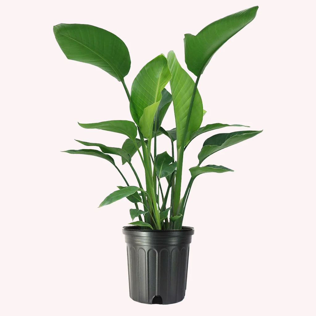 White Bird of Paradise, Large Live Tropical Plant, 10-Inch Pot K6682