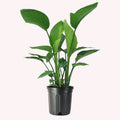 White Bird of Paradise, Large Live Tropical Plant, 10-Inch Pot K6682