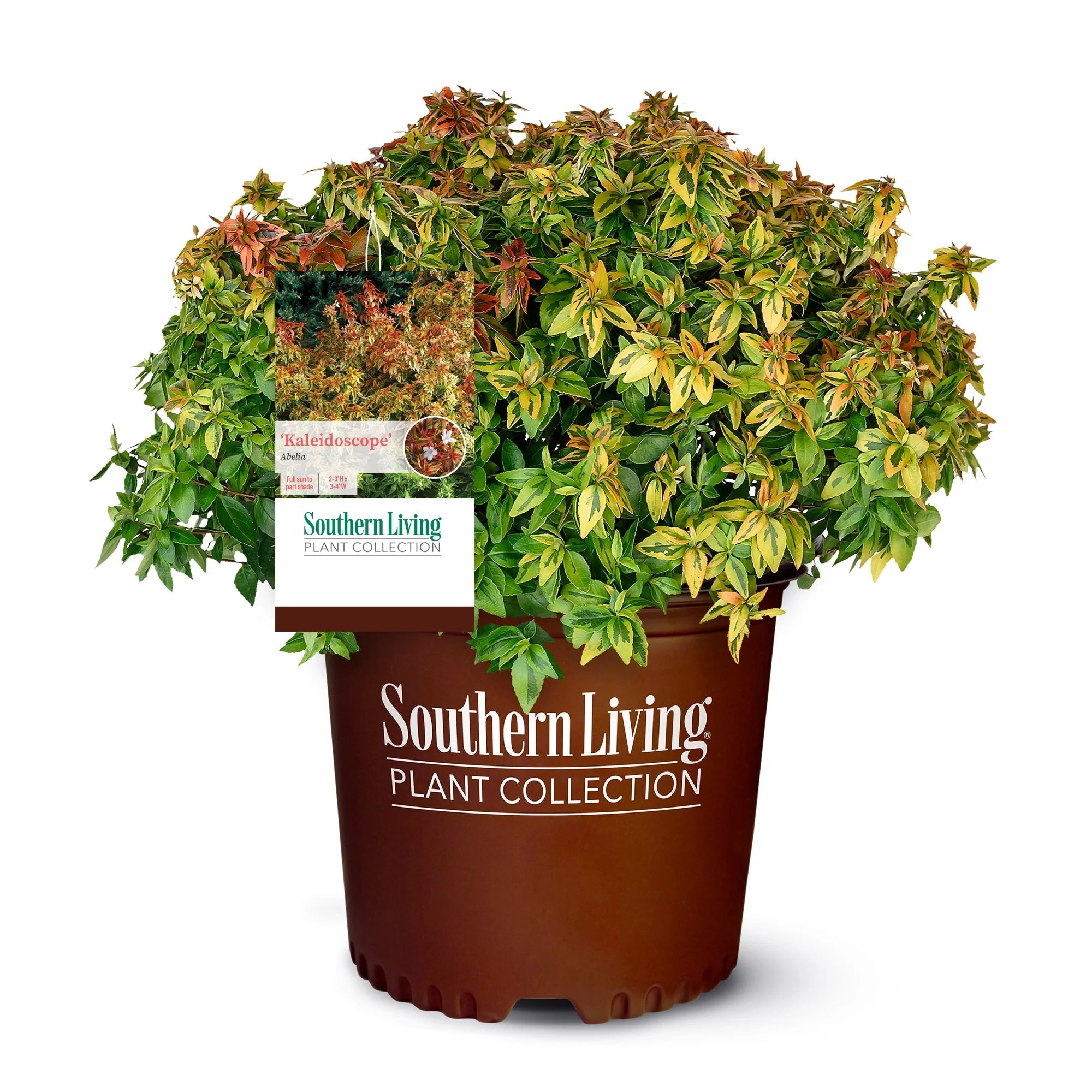2 Gallon Live Shrub Q439281