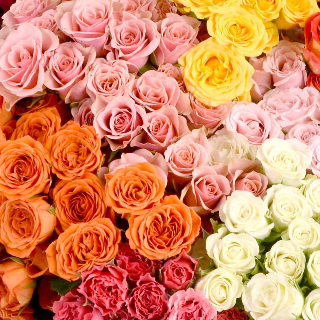 80 Stems Spray Roses H42036